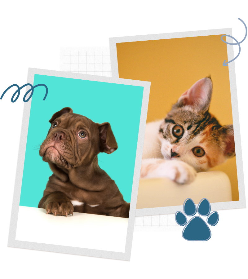 puppy and kitten (1)