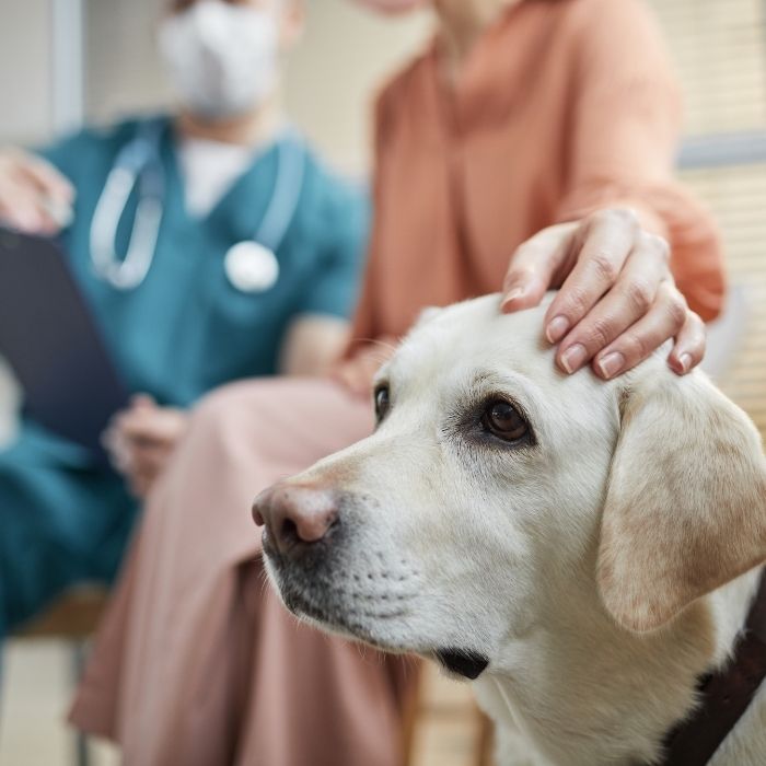 kingsport vet hospital - pet emergency