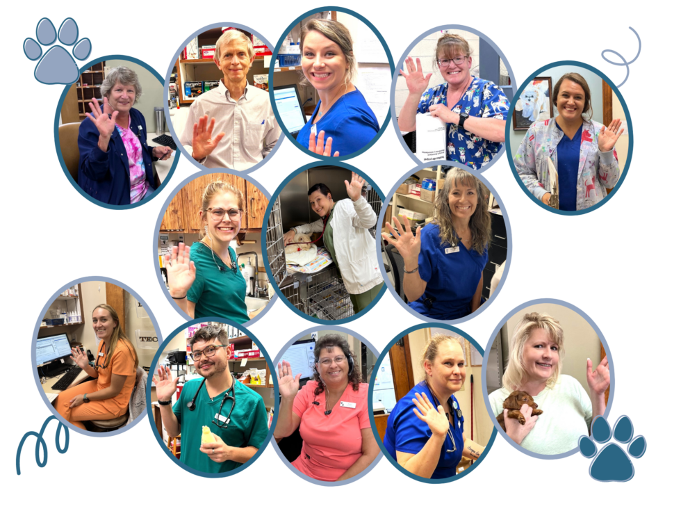 Kingsport, TN 37660 Veterinarians Kingsport Veterinary Hospital