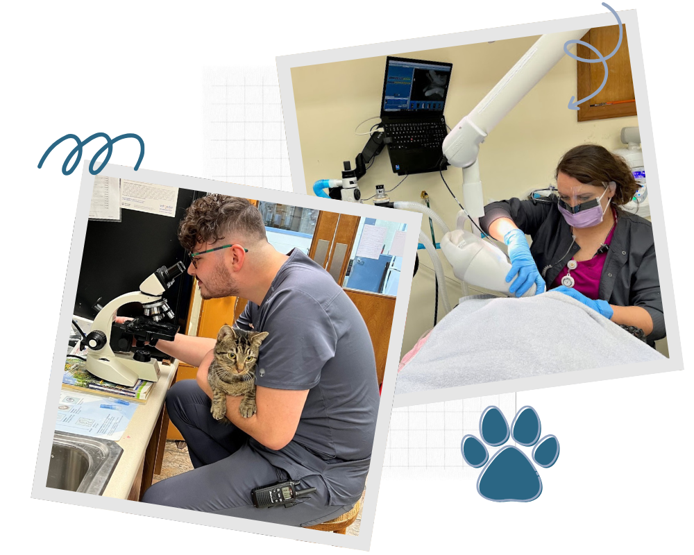 Kingsport Vet Hospital - vet careers