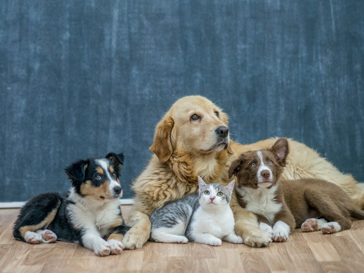 group of pets
