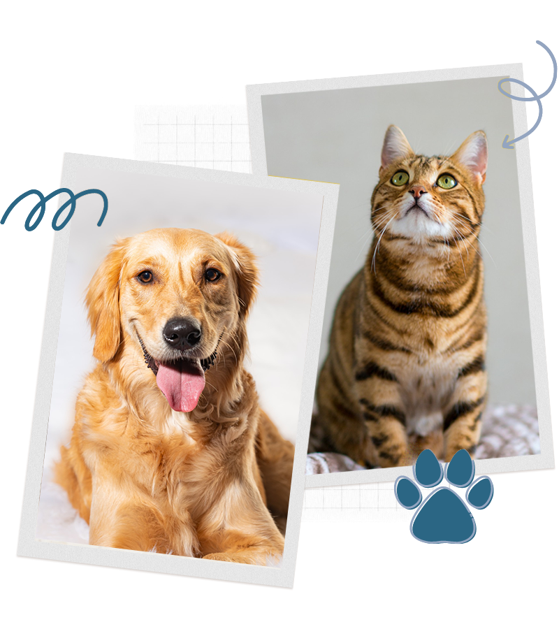 cat and dog