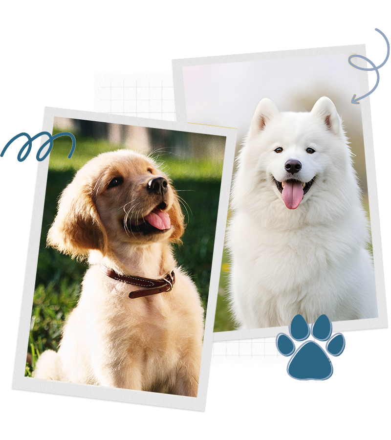 puppy and dog